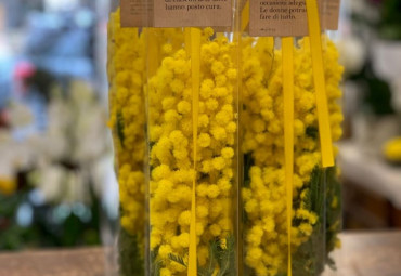 Mimose in box trasparente