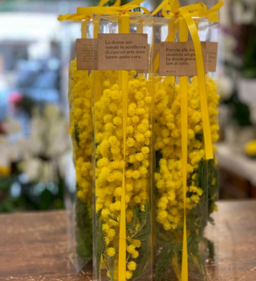 Mimose in box trasparente