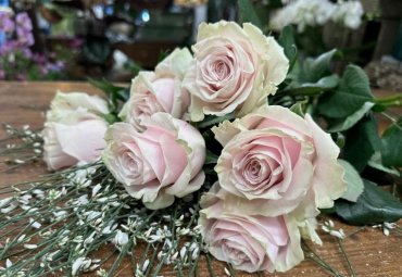 Rose rosa