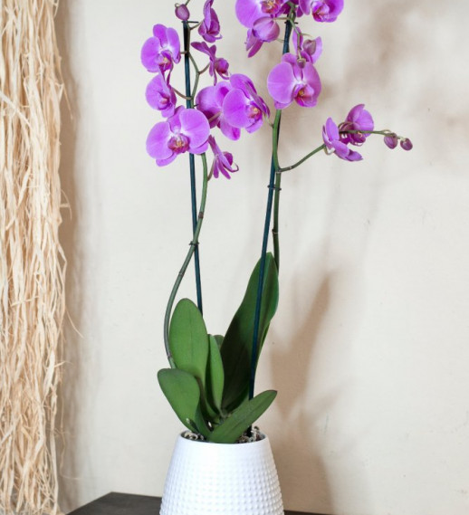 Orchidea phalaenopsis rosa