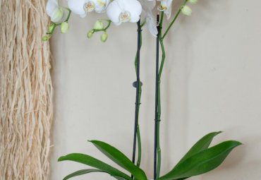 Orchidea phalaenopsis bianca