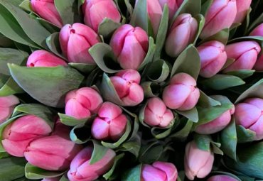 Tulipani rosa