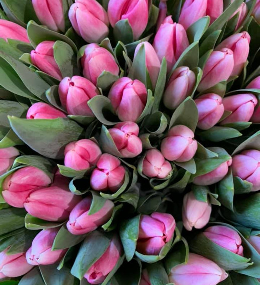 Tulipani rosa