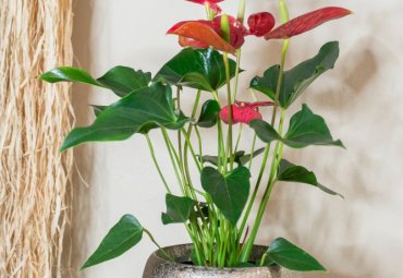 Pianta di Anthurium rosso