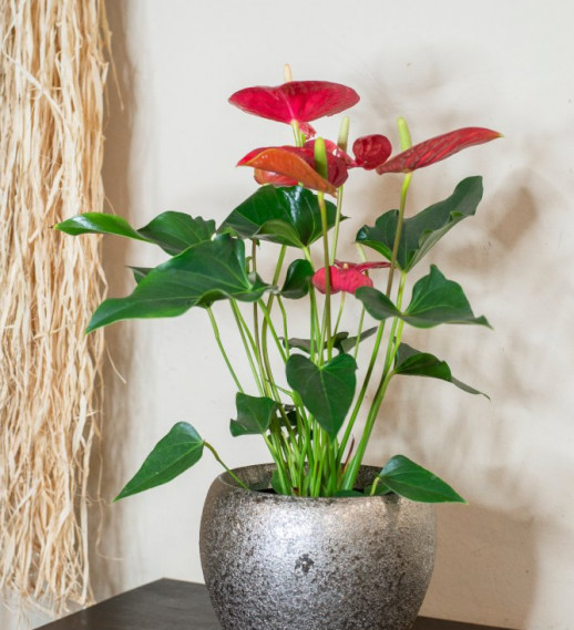 Pianta di Anthurium rosso