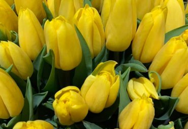 Tulipani gialli