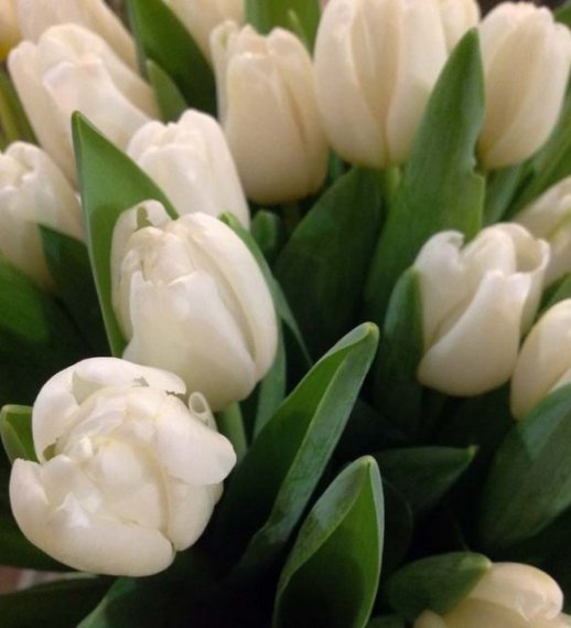 Tulipani bianchi