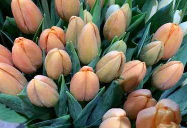 Tulipani arancio