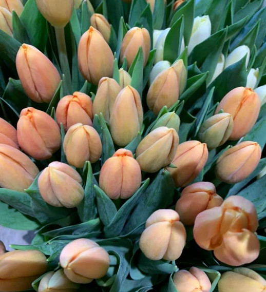 Tulipani arancio