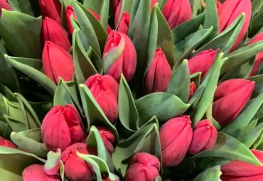 Tulipani rossi