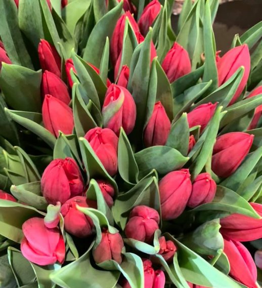 Tulipani rossi