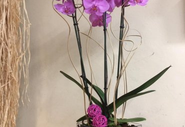 Orchidea Phalenopsis in vetro