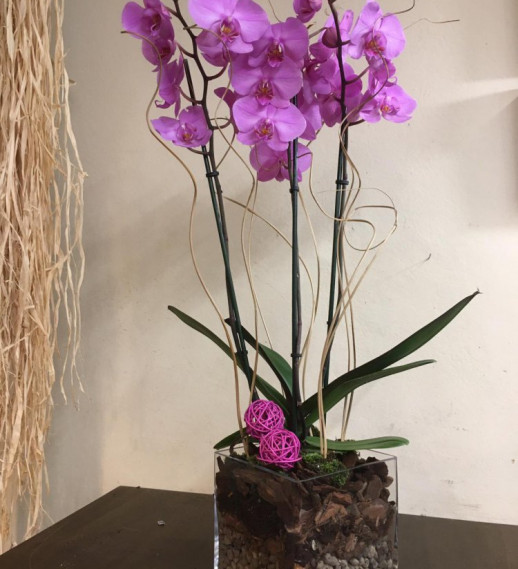Orchidea Phalenopsis in vetro